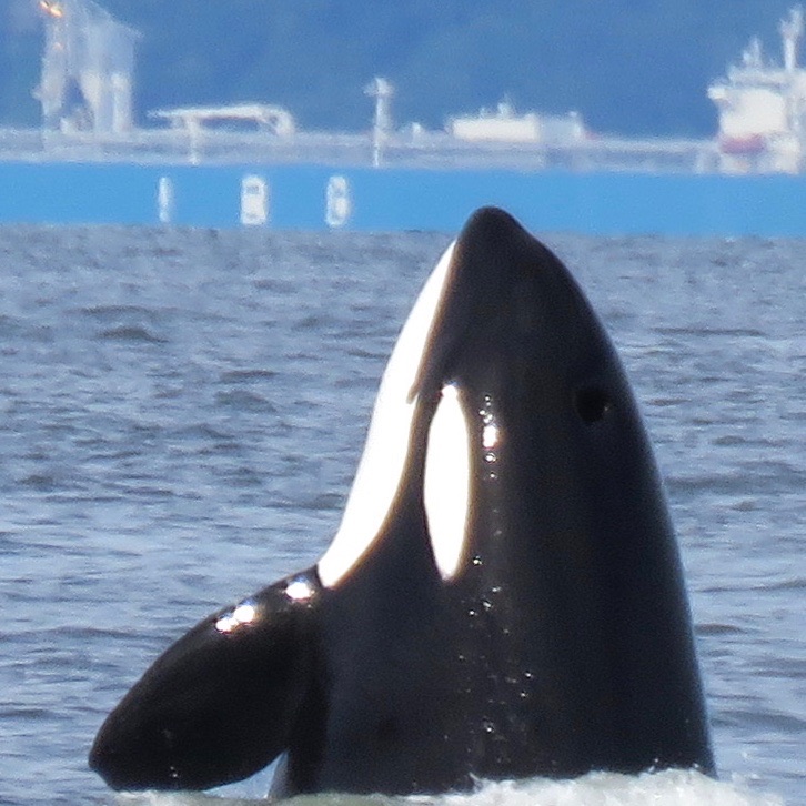 An orca surfacing in Puget Sound.