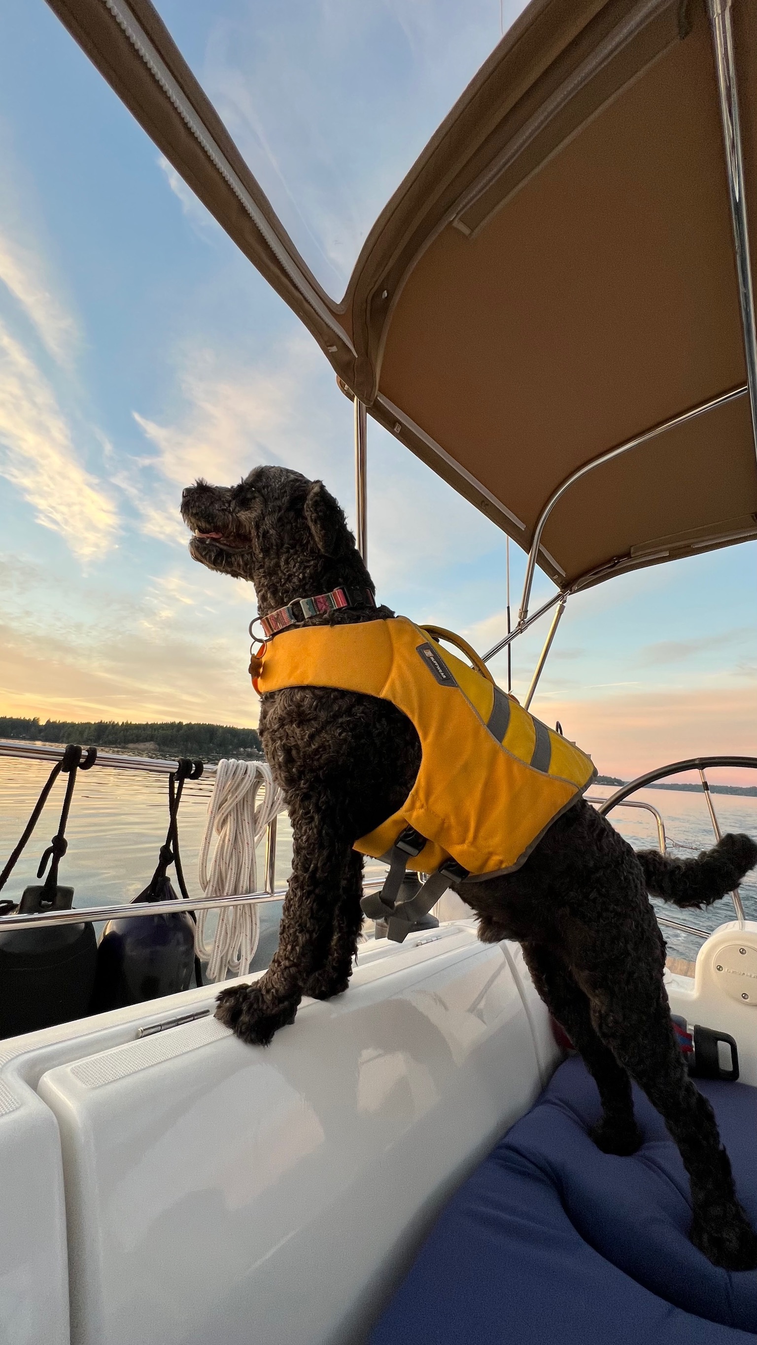 Obama, a black Portuguese Water Dog wearing a yellow life jacket aboard a sailboat at sunset.